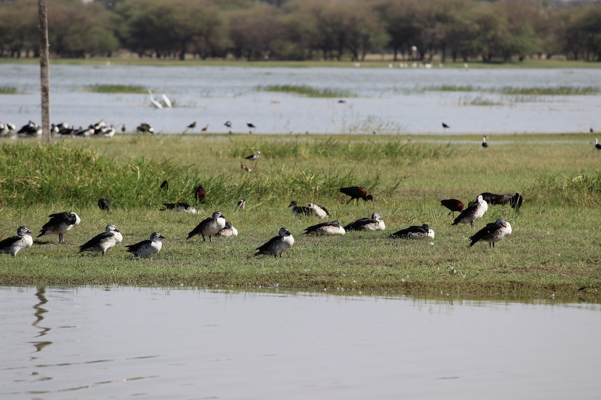 Knob-billed Duck - ML206248681