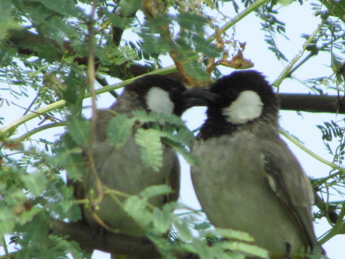 Bulbul Orejiblanco - ML206248731