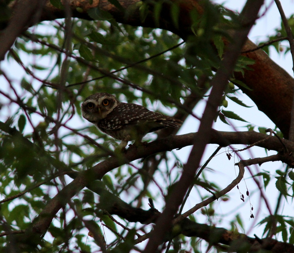 Spotted Owlet - Rajubhai Patel