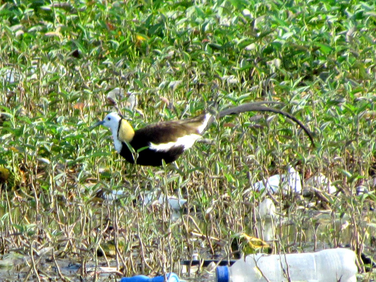 Pheasant-tailed Jacana - Rajubhai Patel