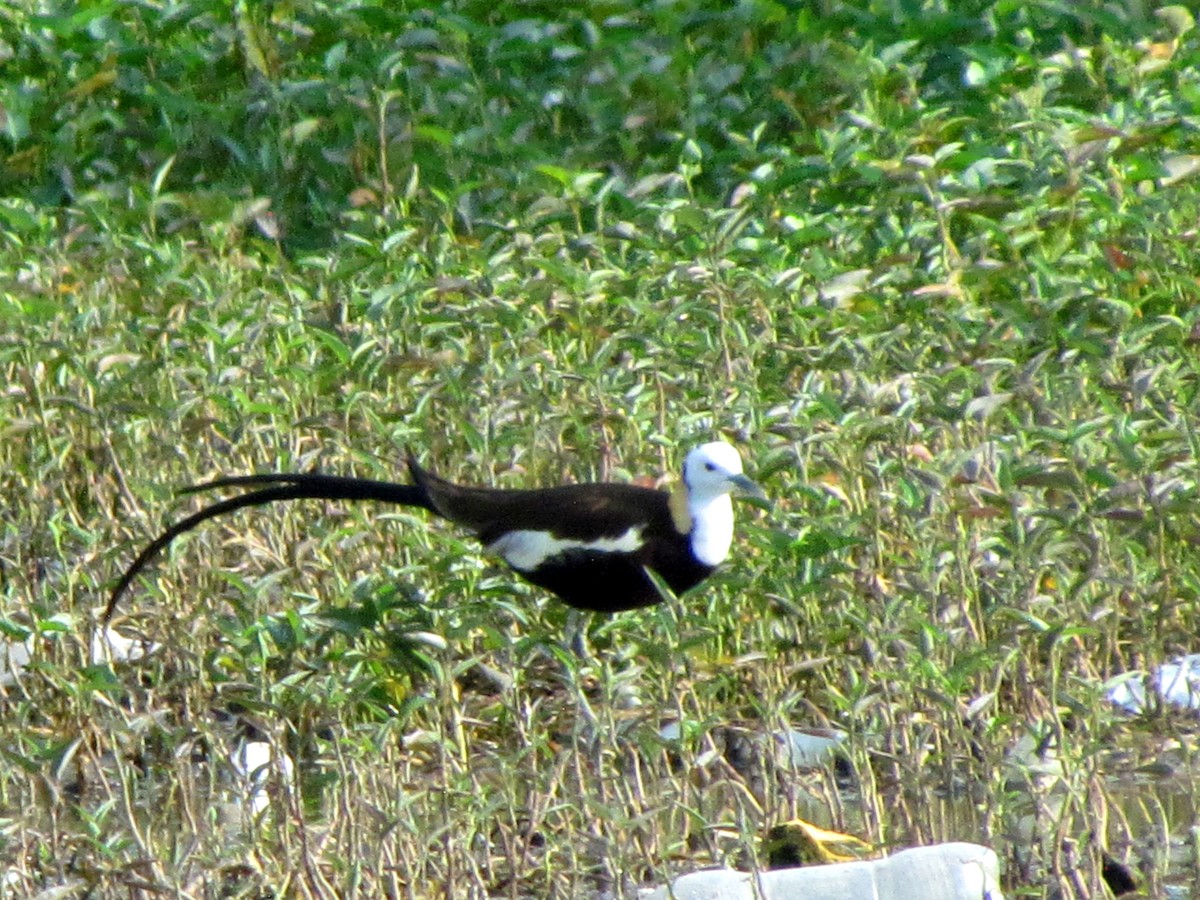 Pheasant-tailed Jacana - Rajubhai Patel
