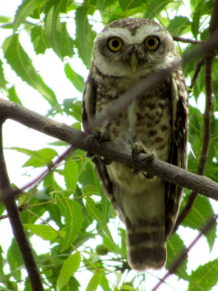 Spotted Owlet - Rajubhai Patel