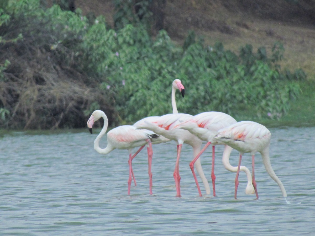 Greater Flamingo - Rajubhai Patel