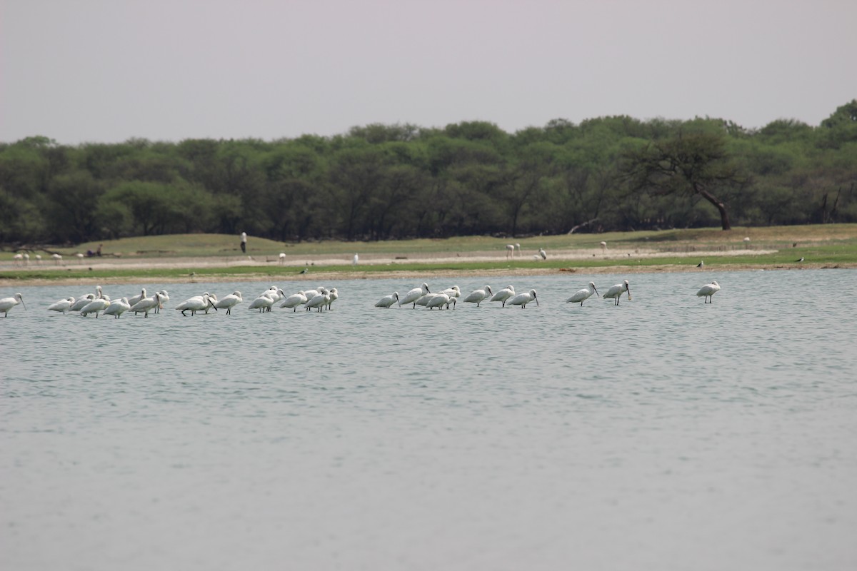 Eurasian Spoonbill - Rajubhai Patel