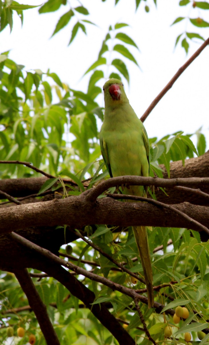 Rose-ringed Parakeet - ML206249381