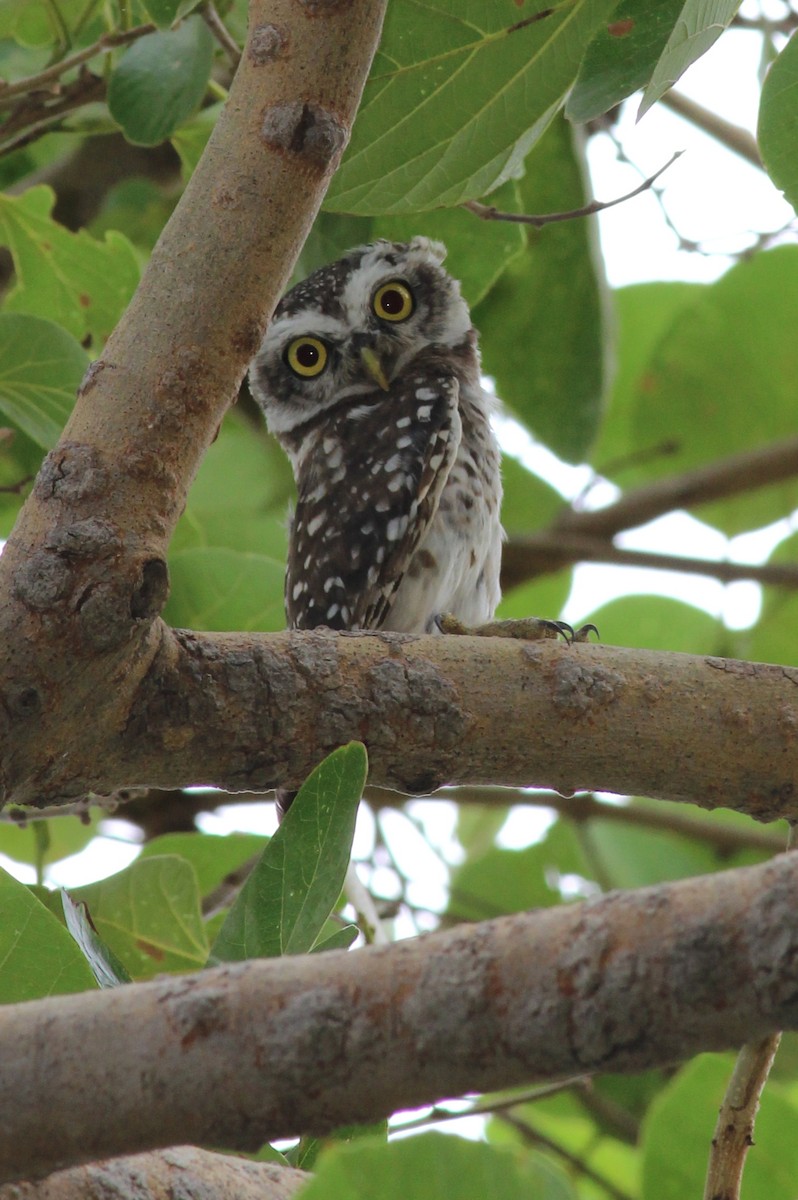 Spotted Owlet - Rajubhai Patel