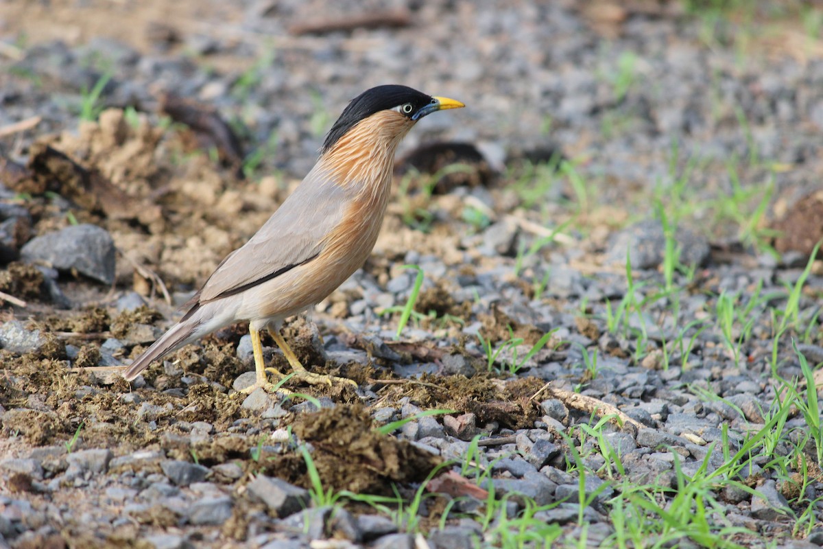 Brahminy Starling - Rajubhai Patel