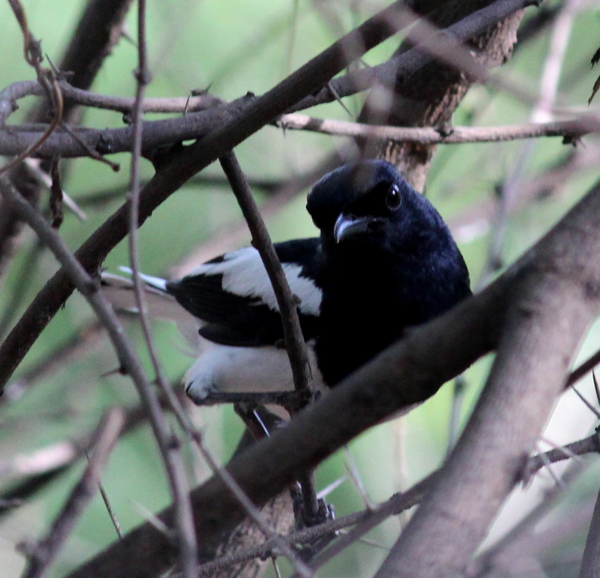 Oriental Magpie-Robin - ML206249561