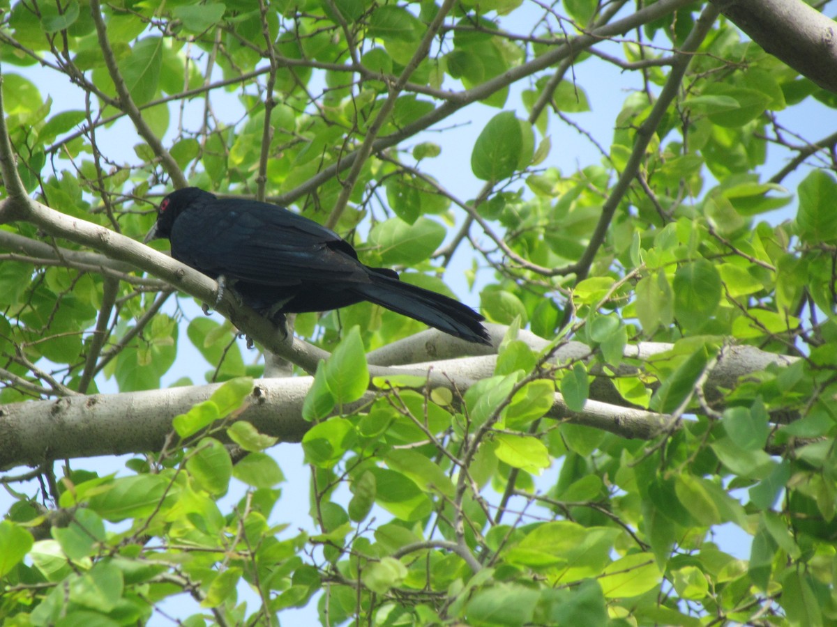 Asian Koel - Rajubhai Patel