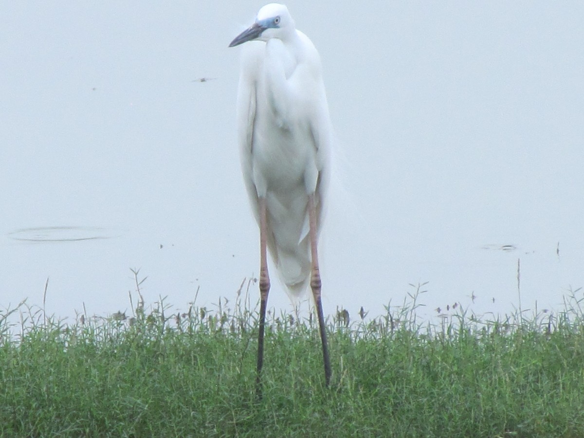 Little Egret (Western) - ML206249821