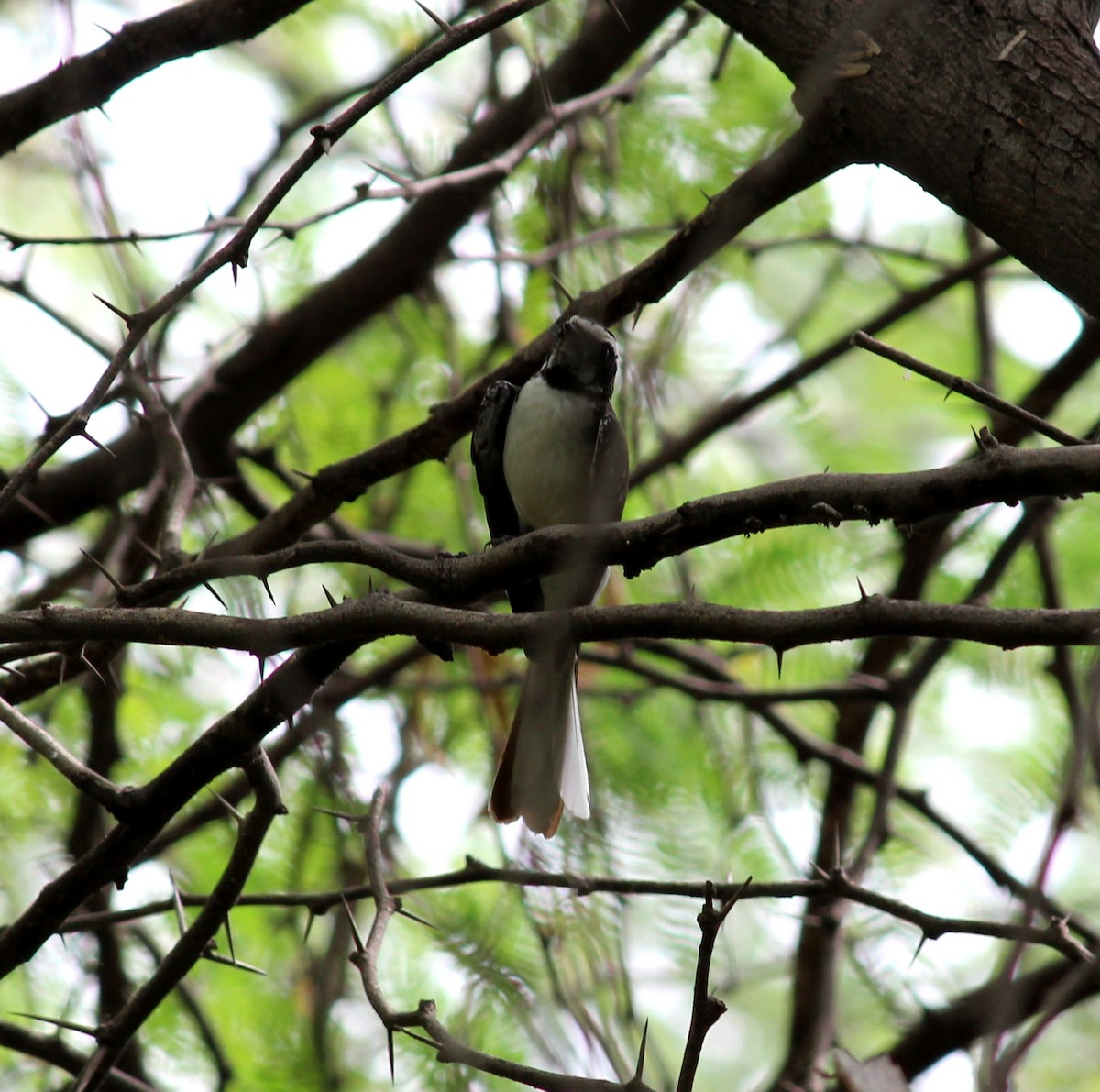 White-browed Fantail - Rajubhai Patel