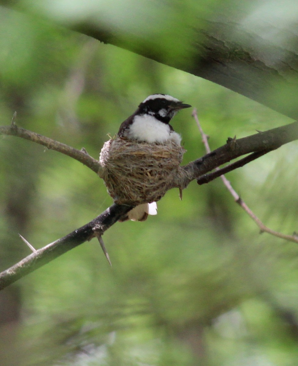 White-browed Fantail - Rajubhai Patel