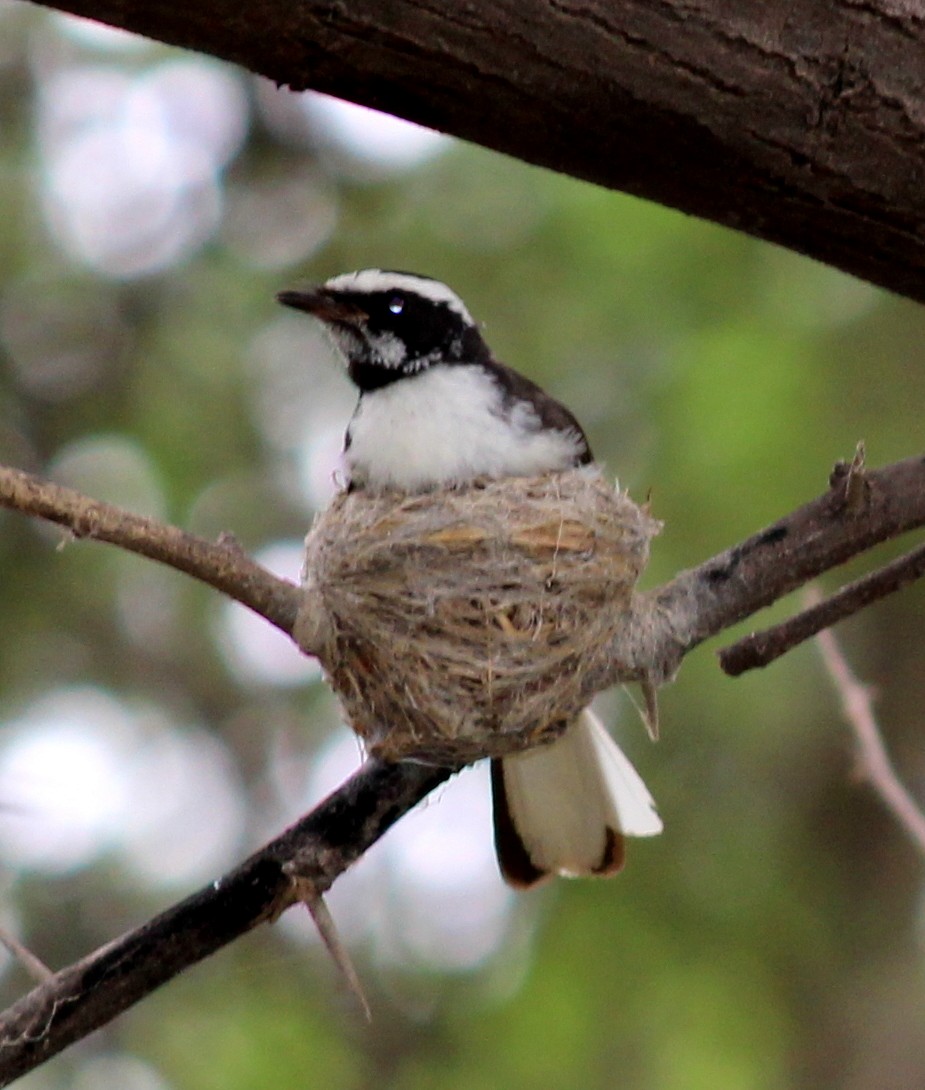 White-browed Fantail - Rajubhai Patel