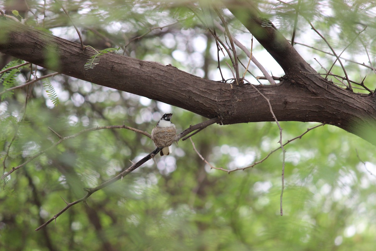 White-browed Fantail - Rajubhai Patel