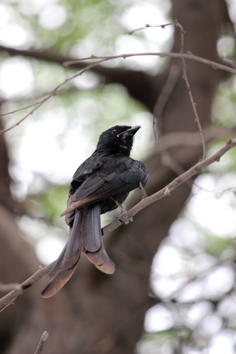 Black Drongo - Rajubhai Patel