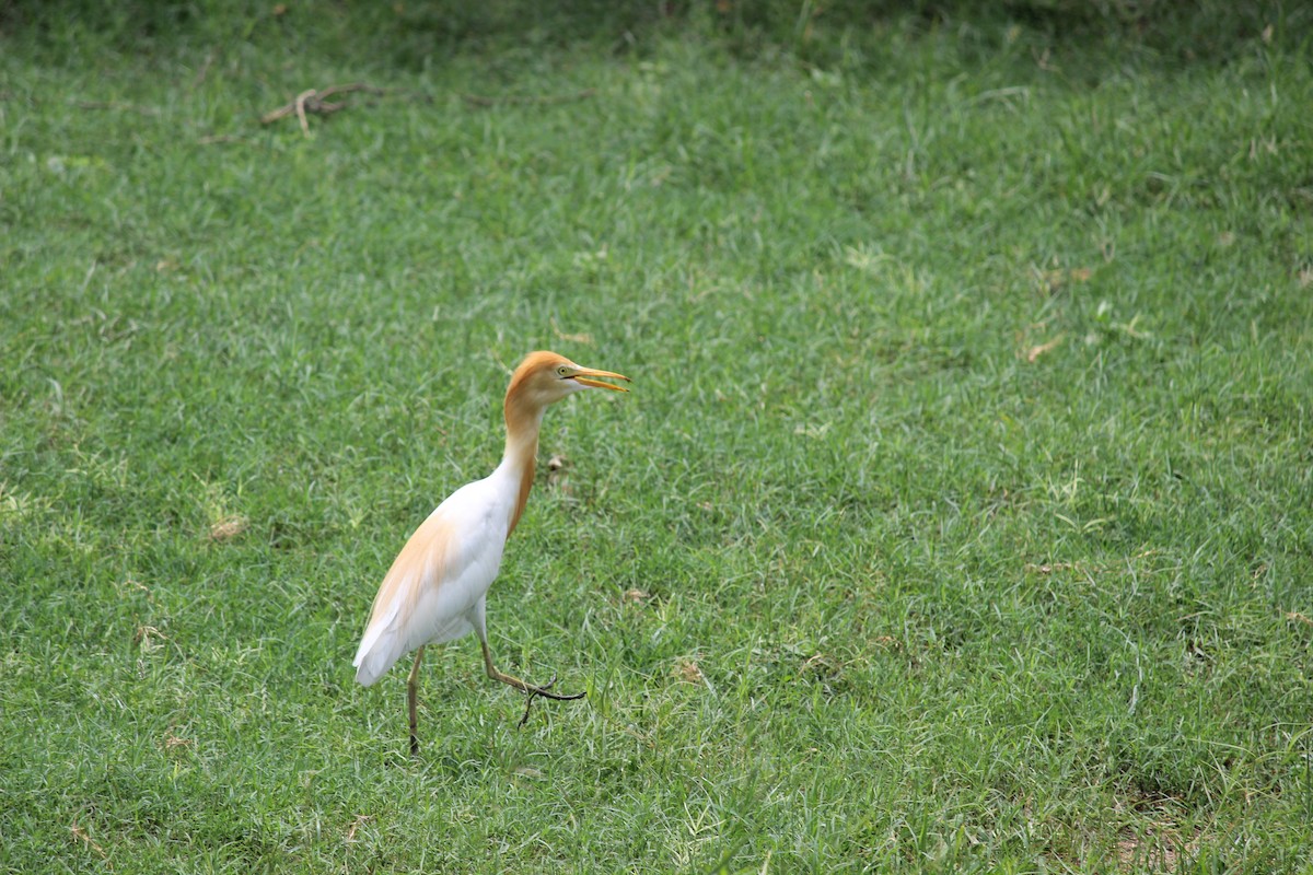 Eastern Cattle Egret - ML206249971