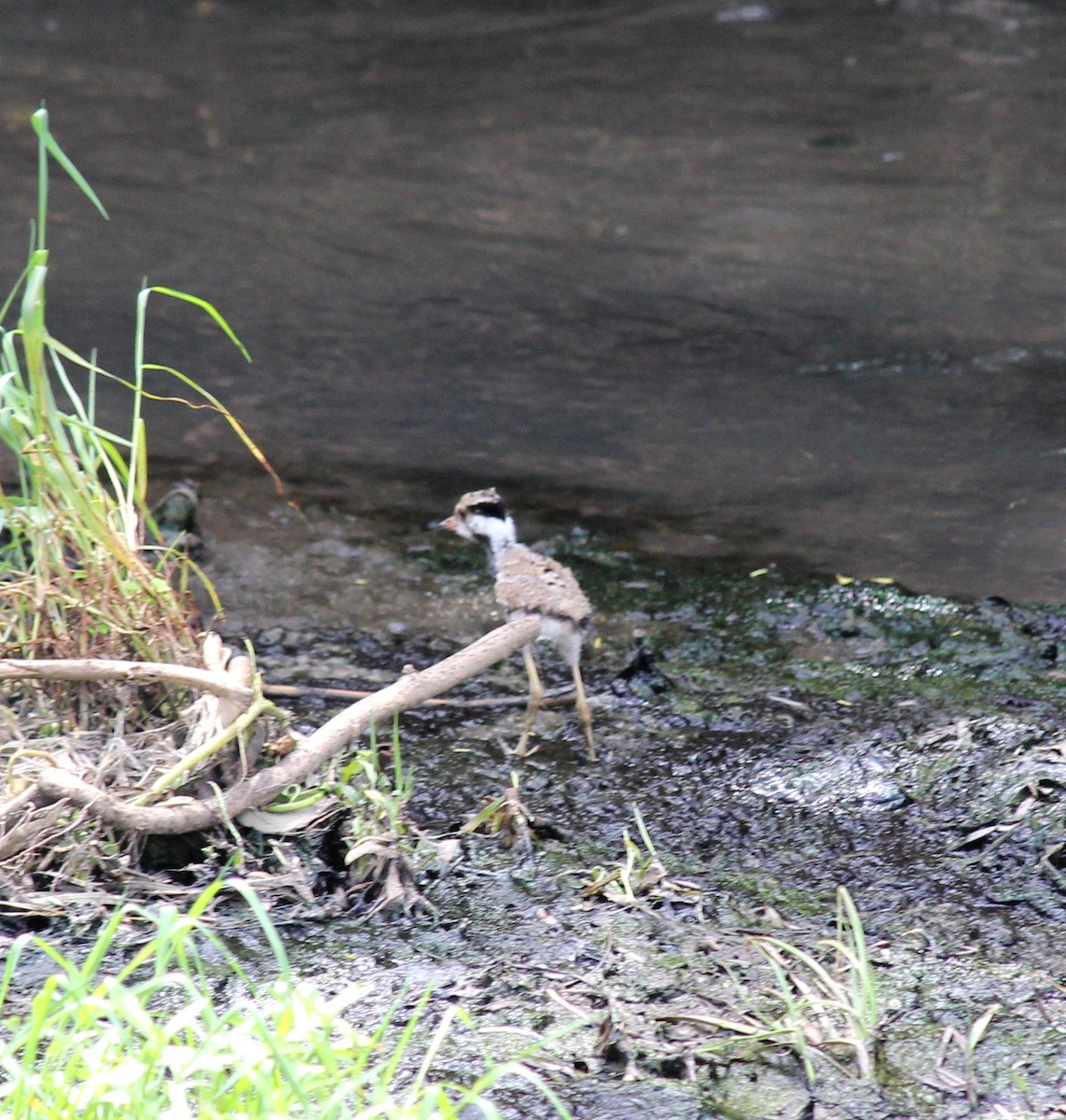 Red-wattled Lapwing - Rajubhai Patel