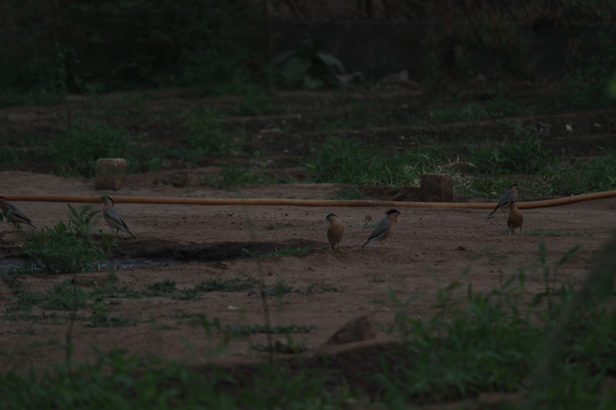 Brahminy Starling - ML206250381