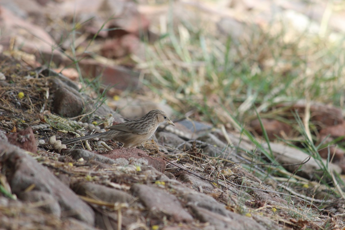 Common Babbler - ML206250821