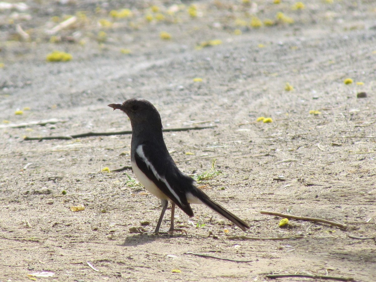 Oriental Magpie-Robin - ML206251501