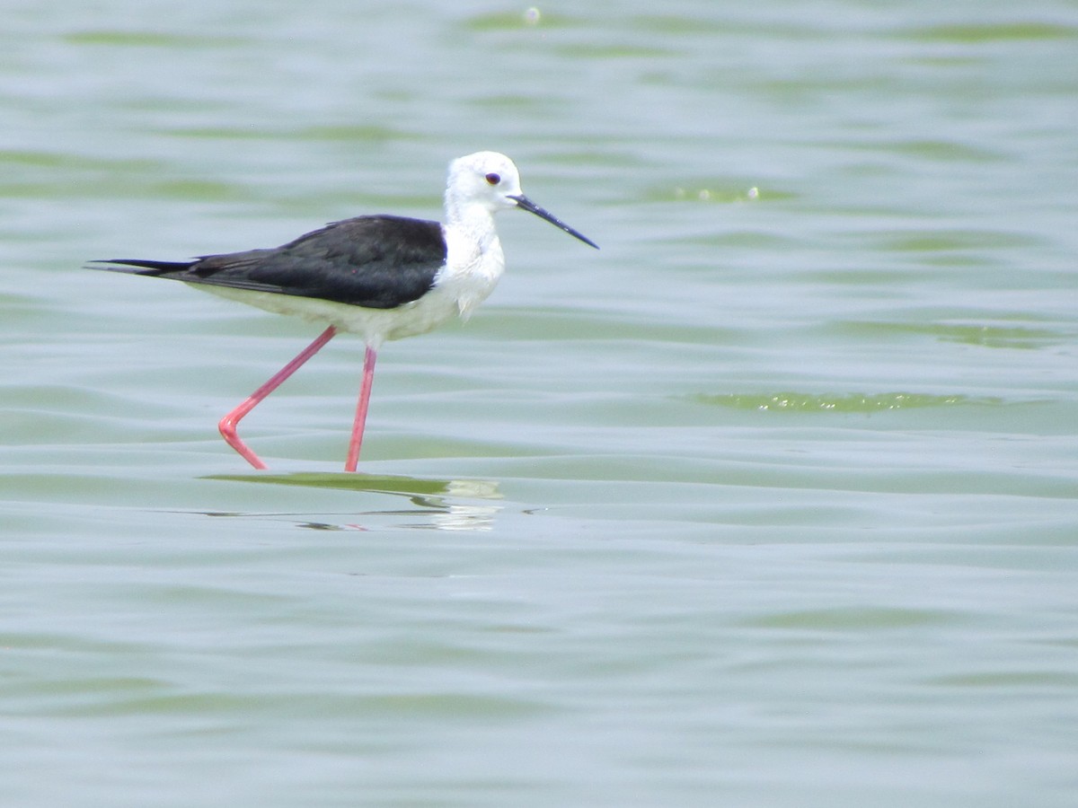 Black-winged Stilt - Rajubhai Patel