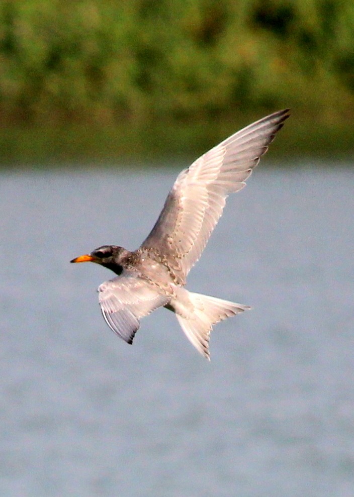 River Tern - ML206251601