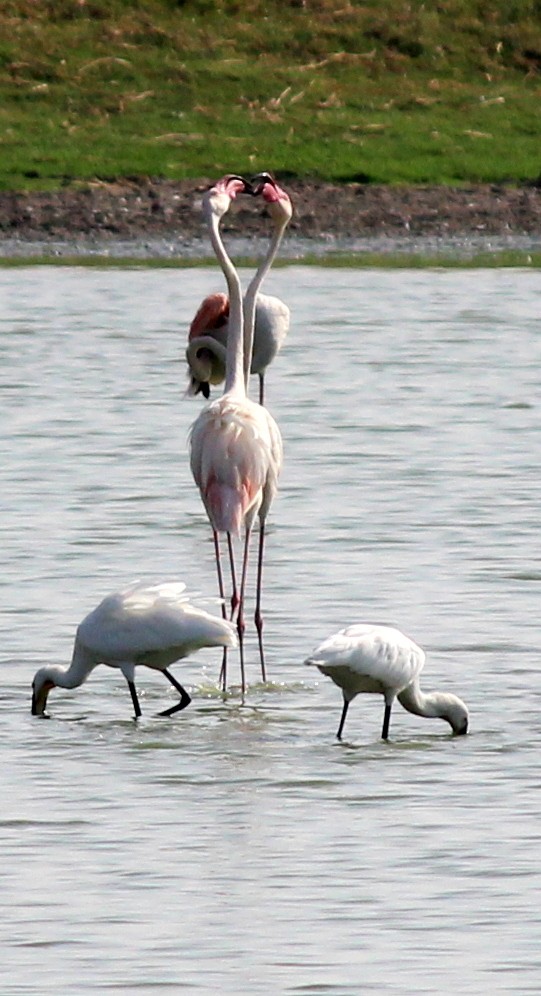 Greater Flamingo - ML206251621