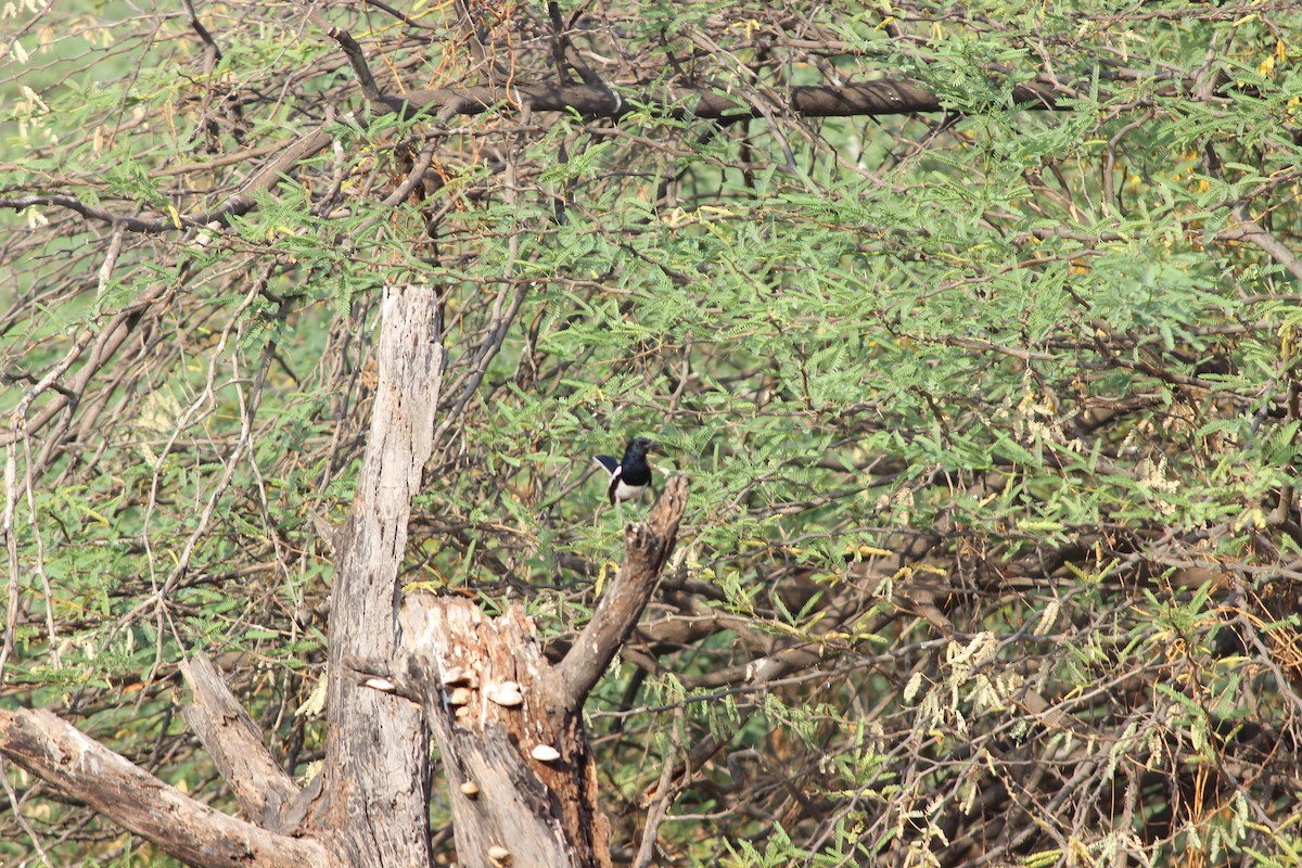 Oriental Magpie-Robin - ML206251691