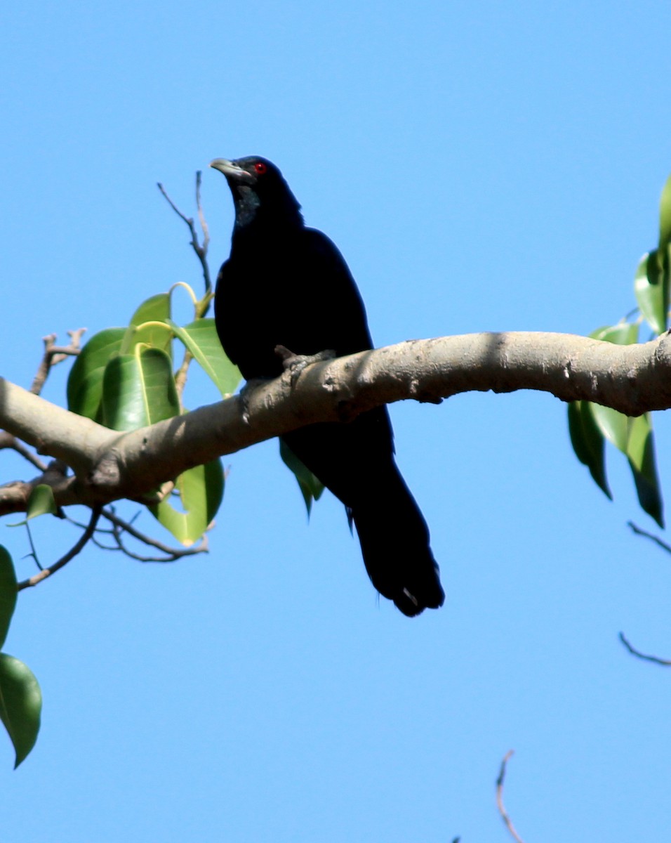 Asian Koel - ML206251741