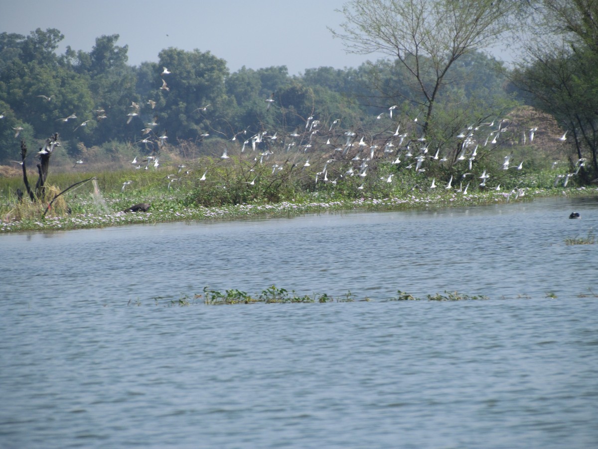 bird sp. - ML206251751