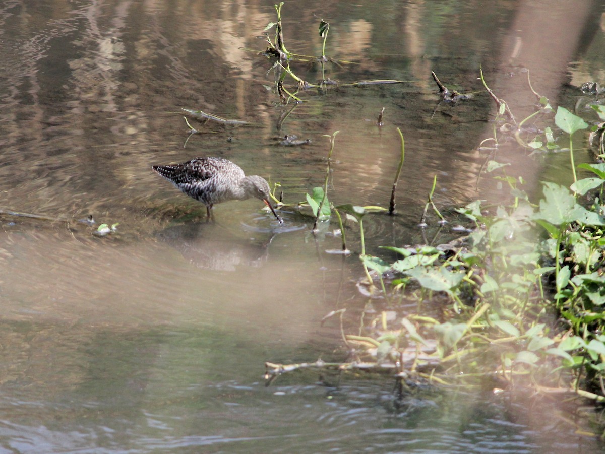 ub. fugl (Aves sp.) - ML206251771