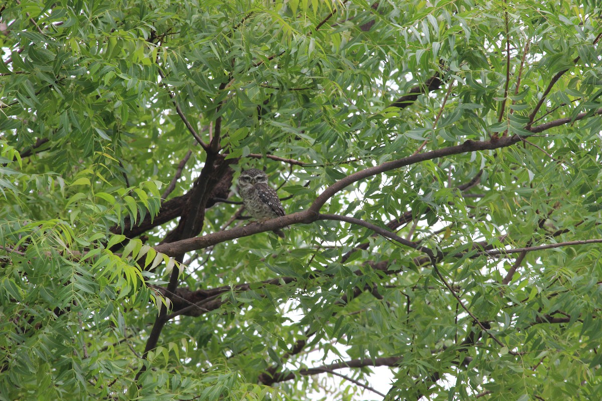 Spotted Owlet - ML206251861