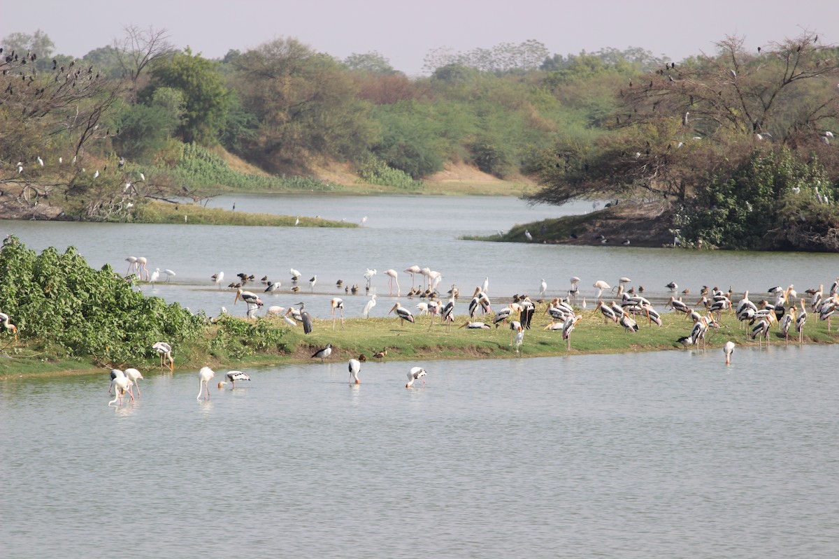 Painted Stork - ML206251871