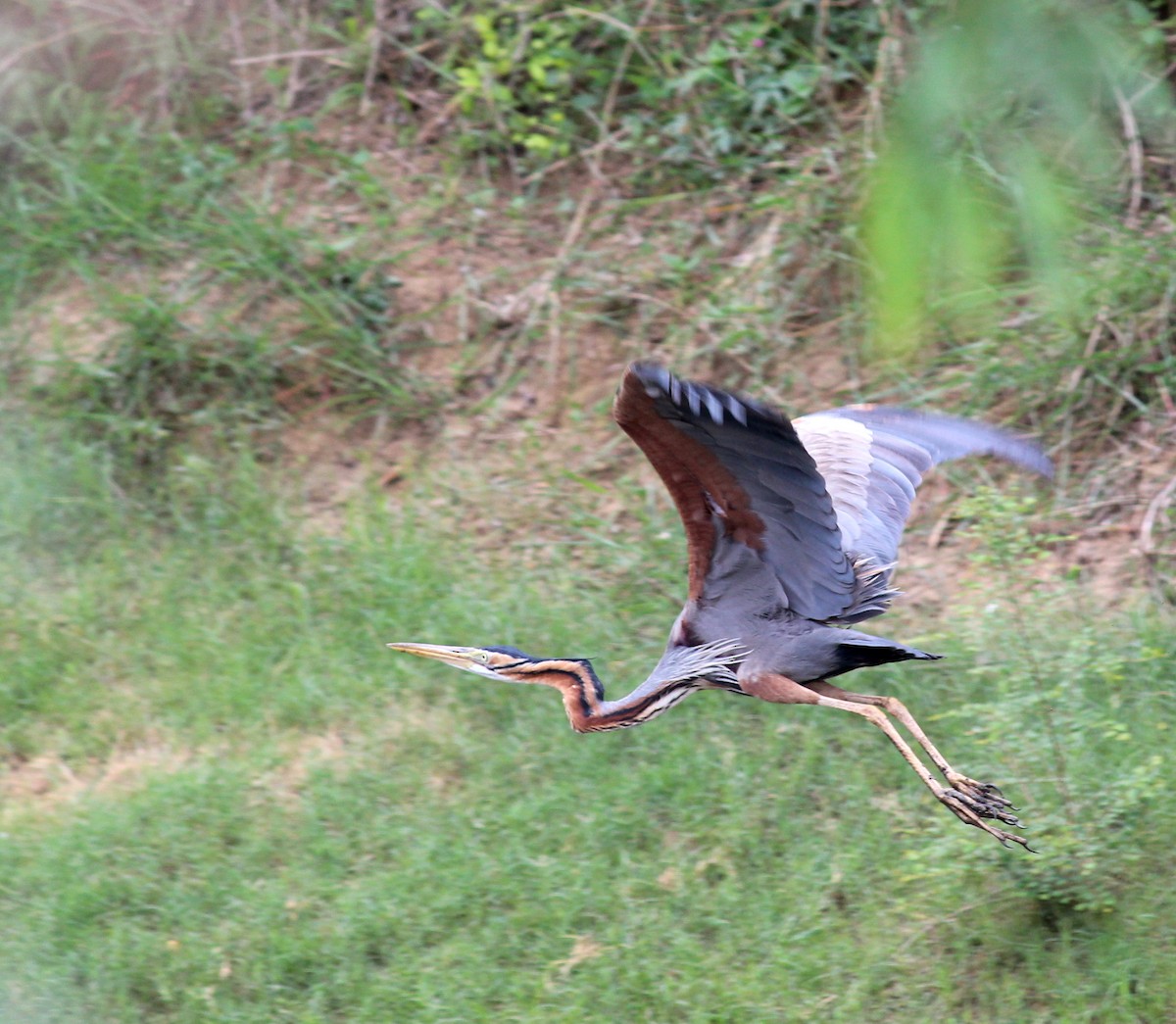 Purple Heron - ML206252221