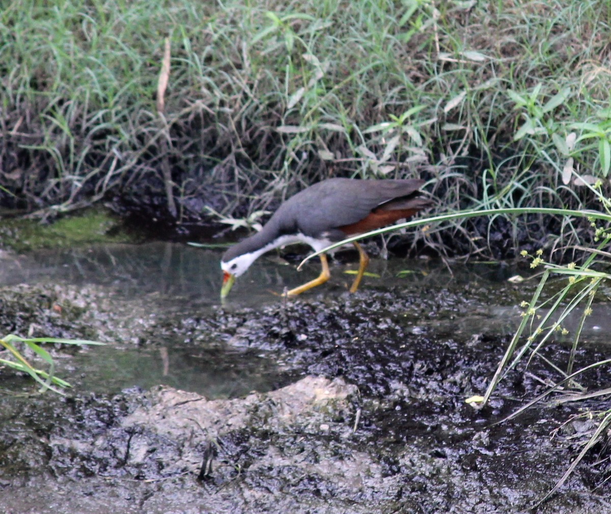 White-breasted Waterhen - ML206252231