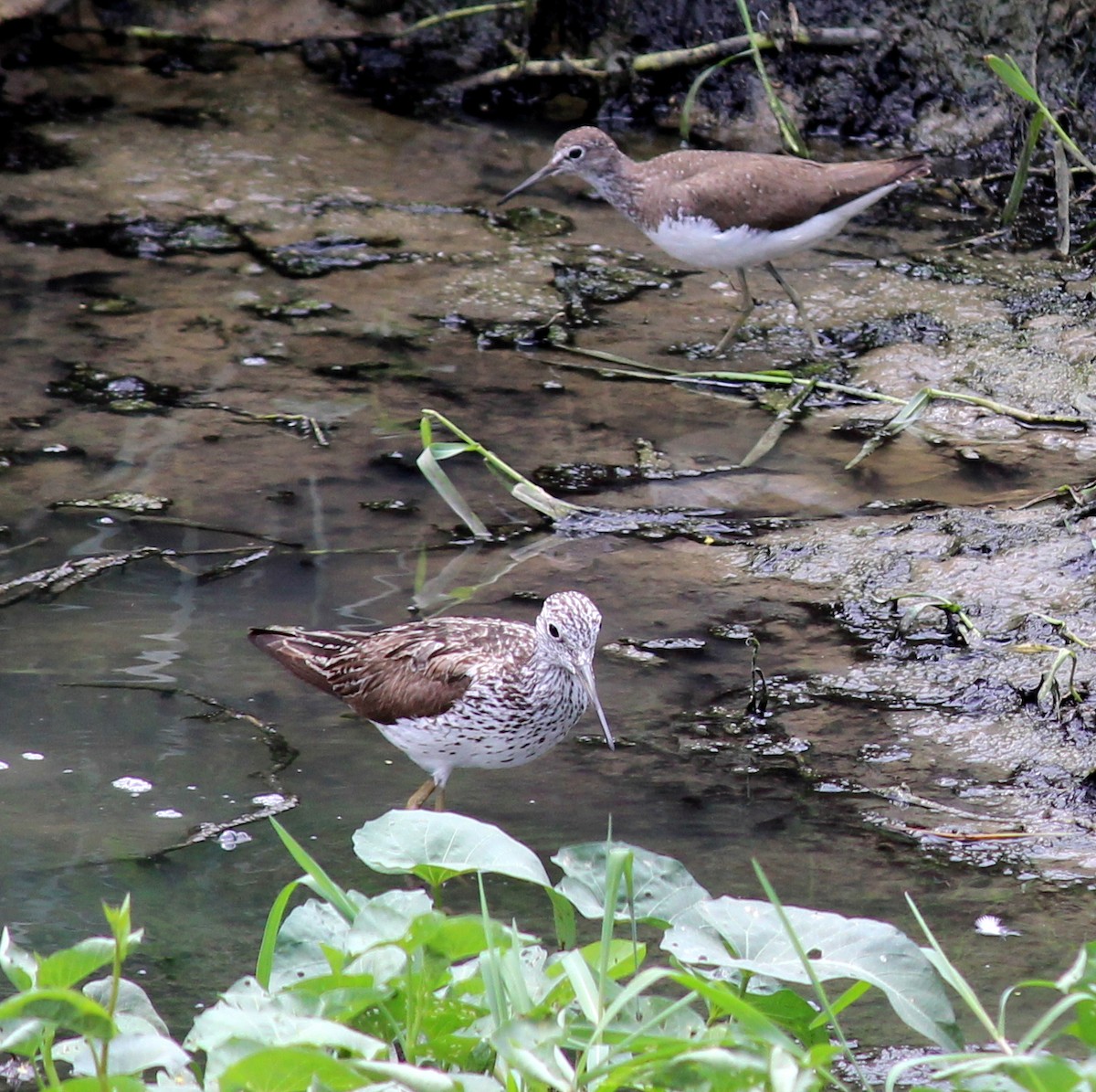 Green Sandpiper - ML206252281