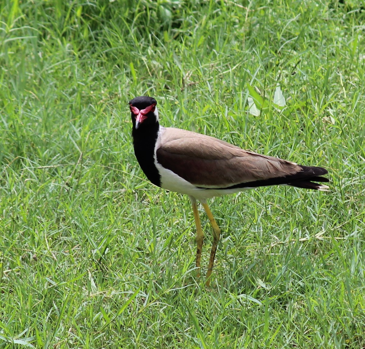 Red-wattled Lapwing - ML206252291