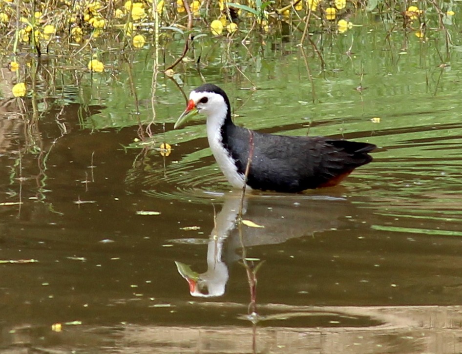 White-breasted Waterhen - Rajubhai Patel