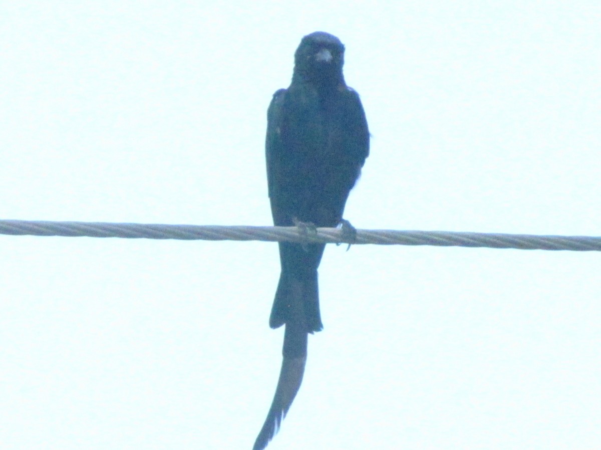 Drongo royal - ML206252371