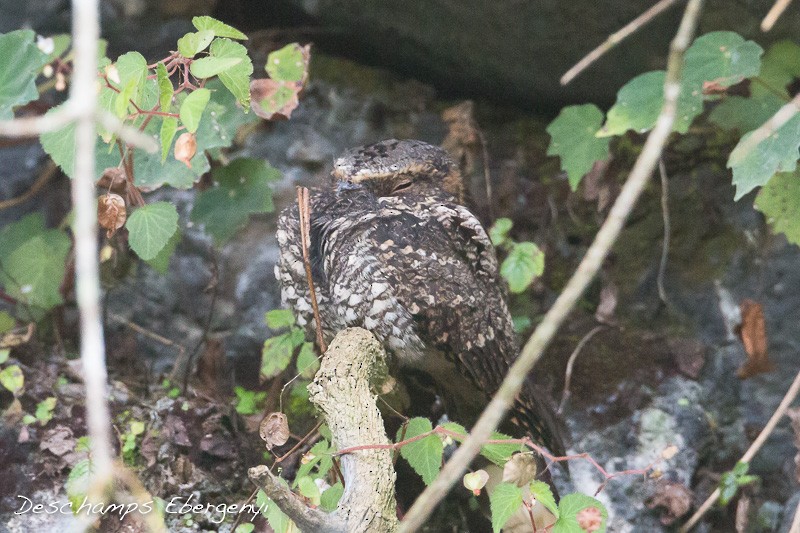 Tawny-collared Nightjar - ML20625241