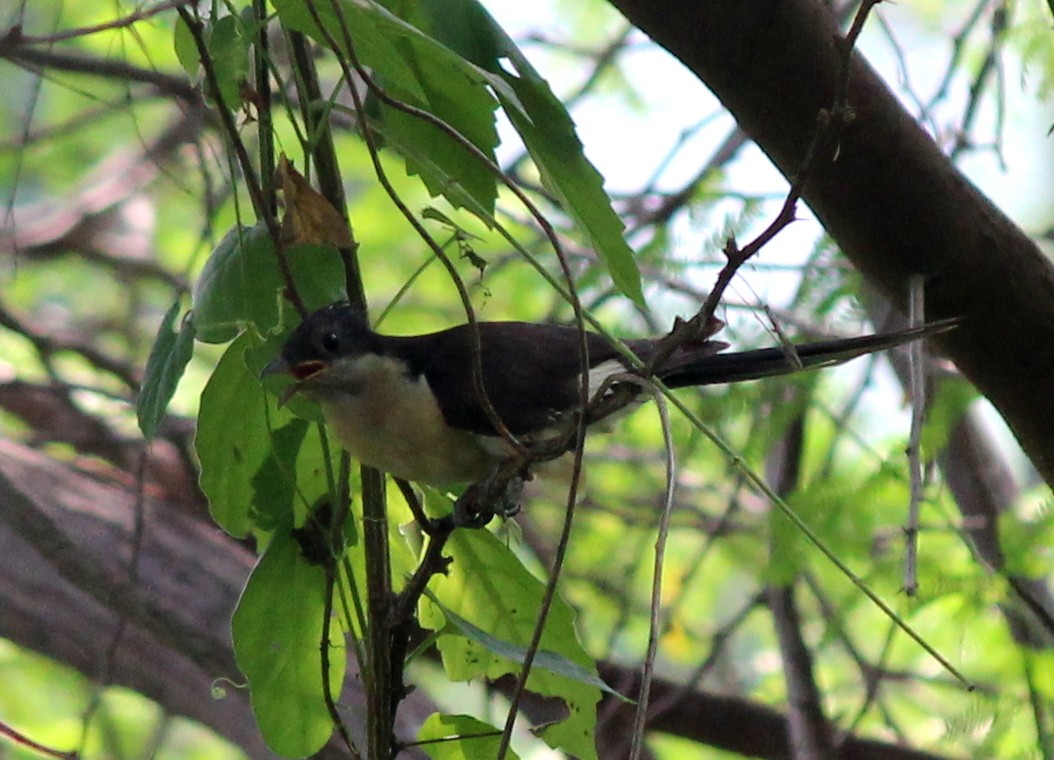 Pied Cuckoo - ML206252461