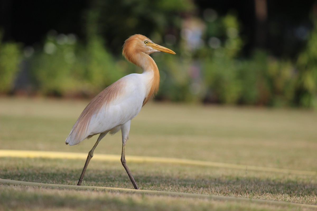 Eastern Cattle Egret - ML206252541