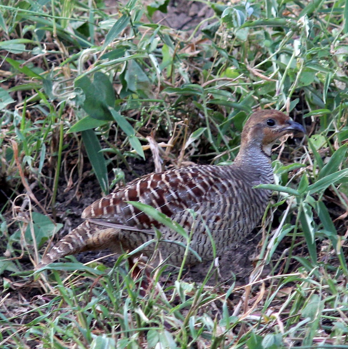 Gray Francolin - ML206252611