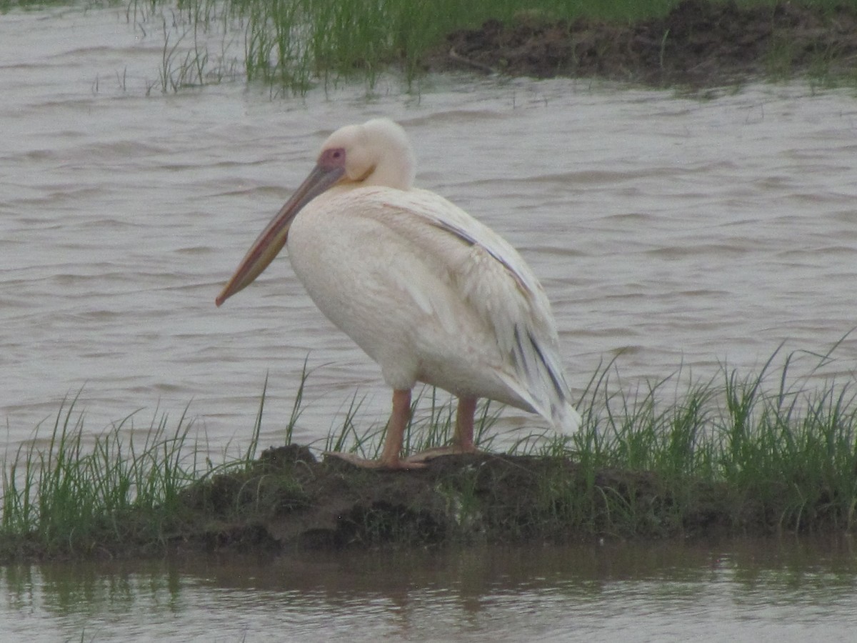 Great White Pelican - ML206252801