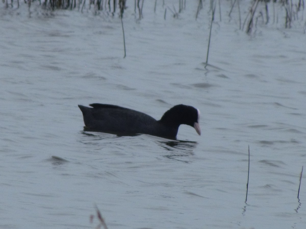 Eurasian Coot - Rajubhai Patel