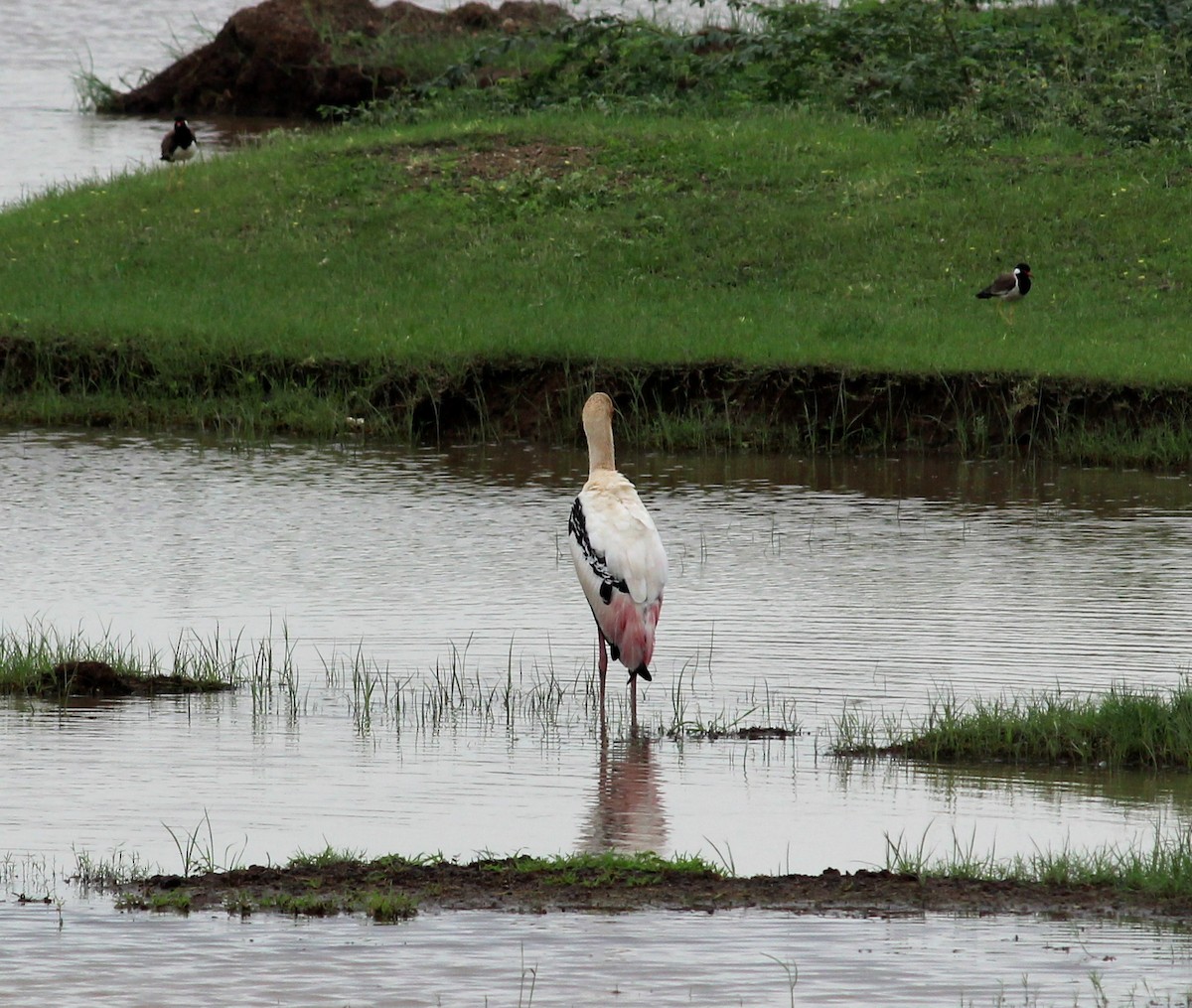 Painted Stork - Rajubhai Patel