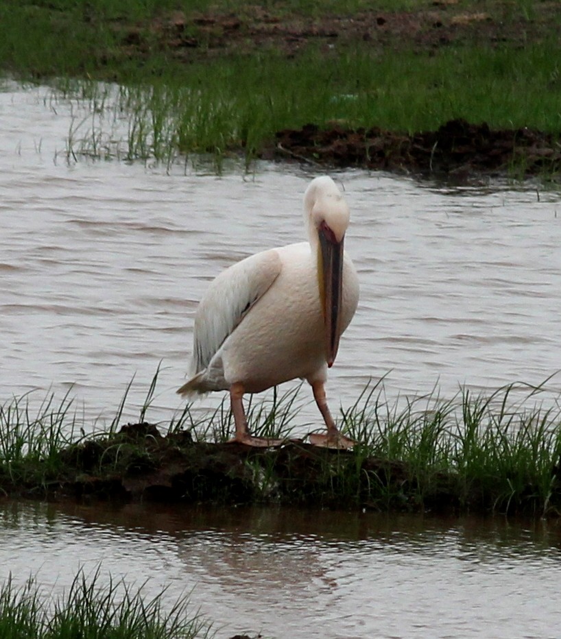 Great White Pelican - Rajubhai Patel