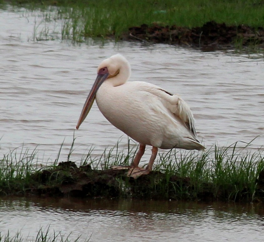 Pélican blanc - ML206252911