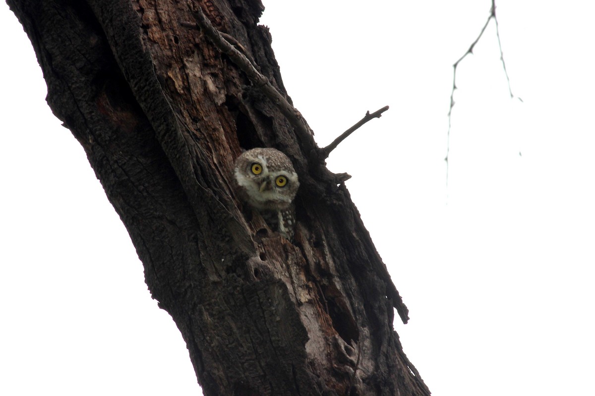 Spotted Owlet - Rajubhai Patel