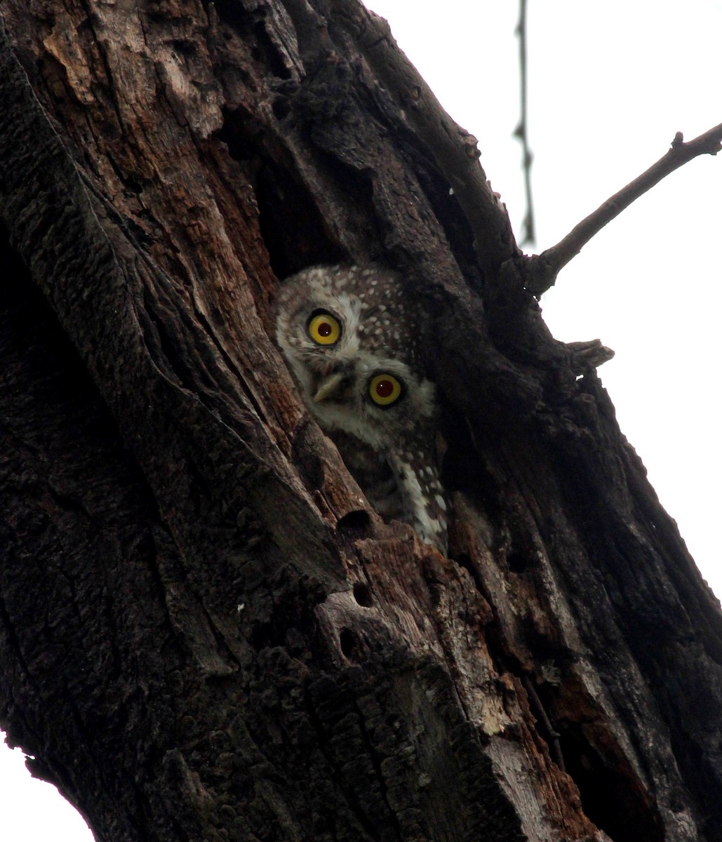 Spotted Owlet - Rajubhai Patel